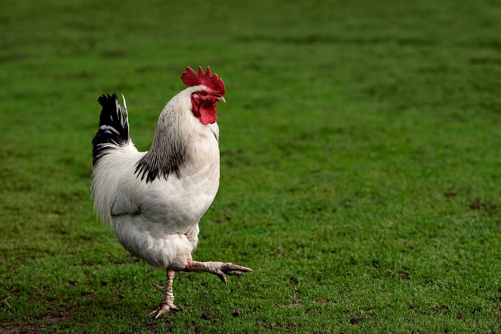 Photograph by Юлия Шестопалова