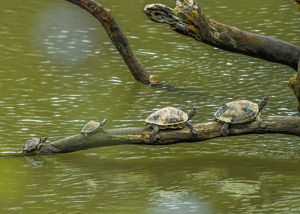 Photograph by Susavan Aditya