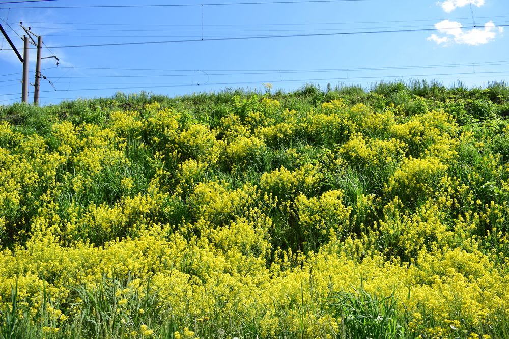 Photograph by Наталья Еременко