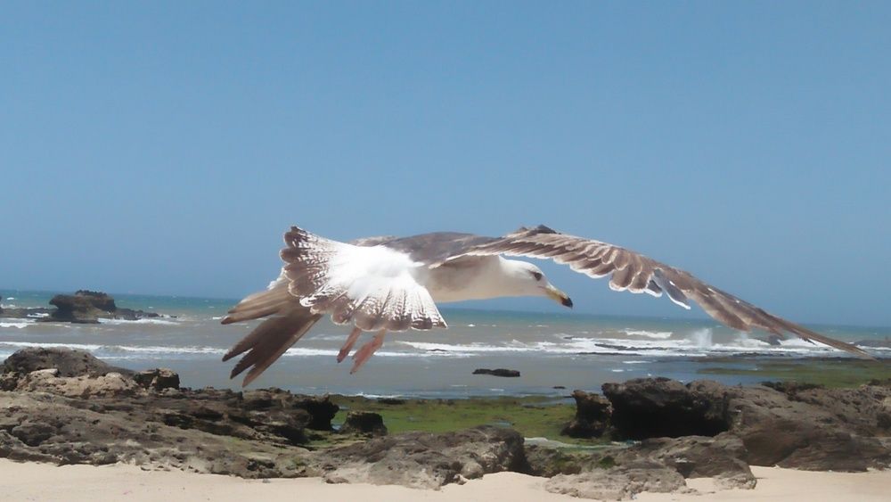 Beautiful flying of seagul