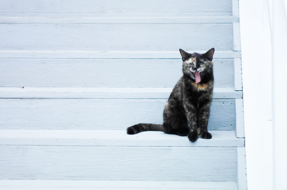 Photo #7672248