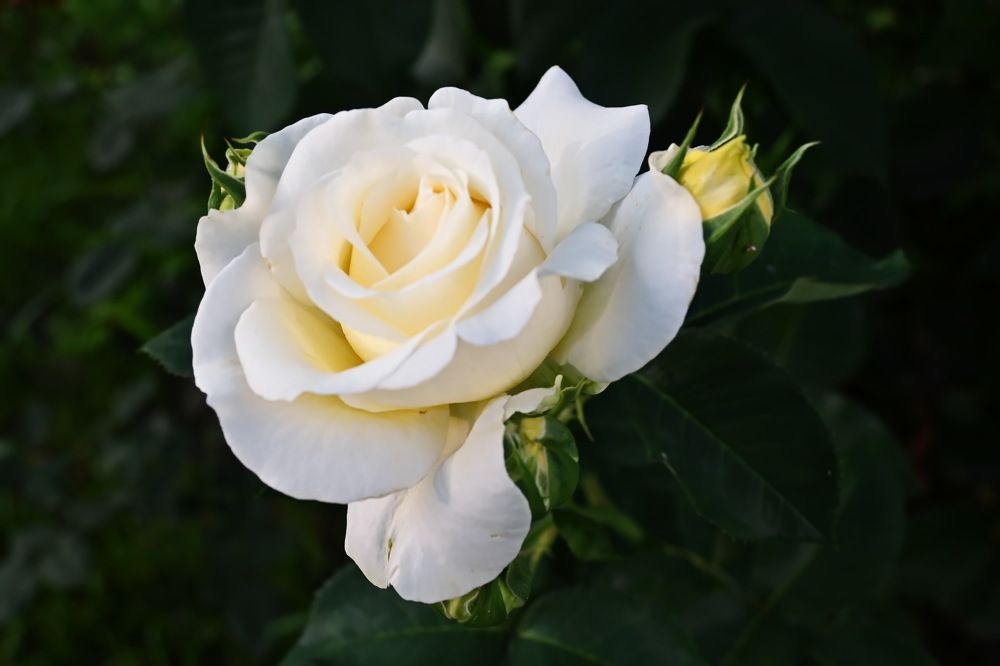 Городские цветы