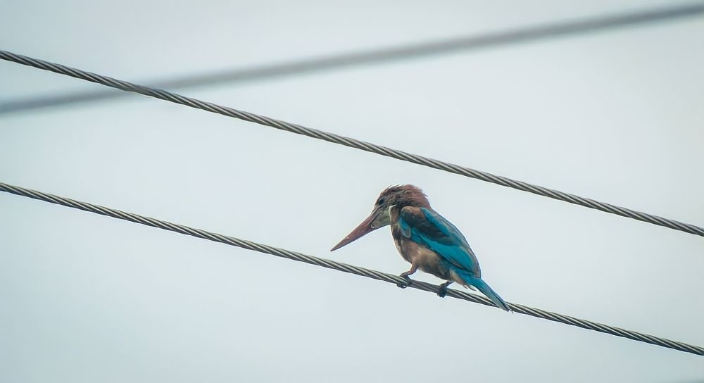 Photograph by Sreevith Penti