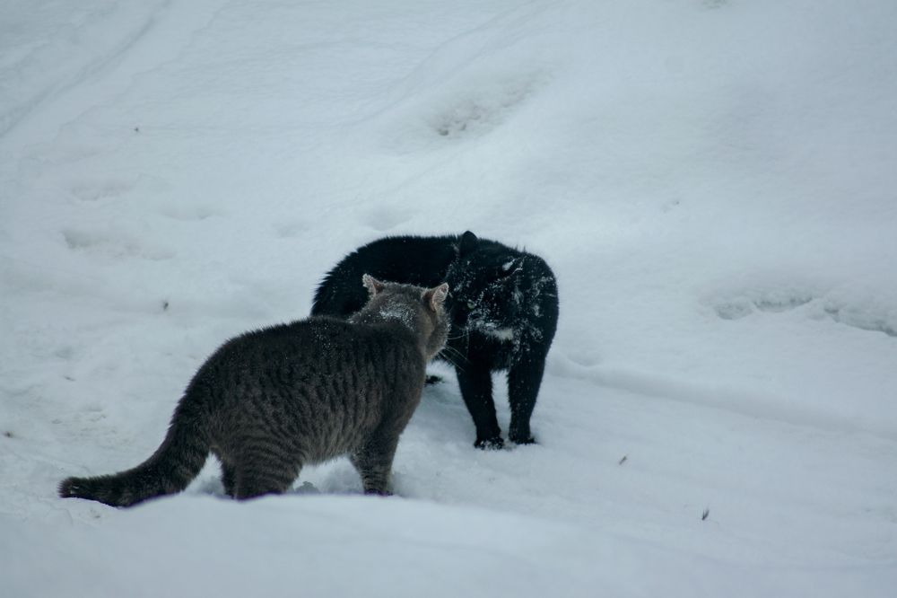 Photograph by Александра Лукашевич
