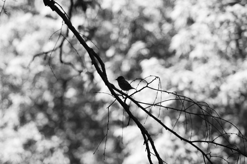 Photograph by Ольга Истомина