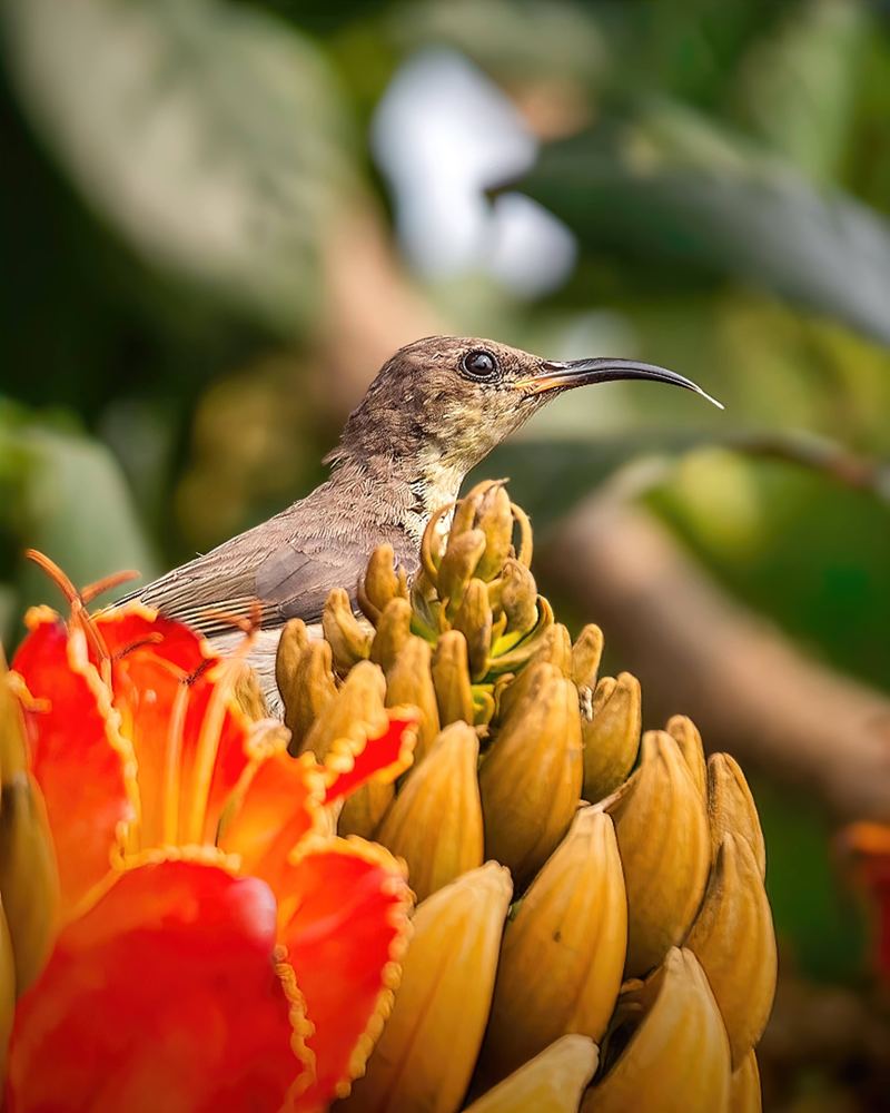 Photograph by Madhurya Mozumder