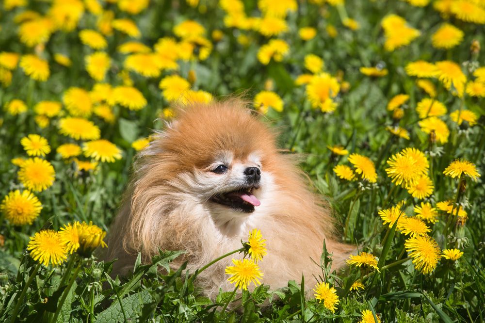 Одуванчики