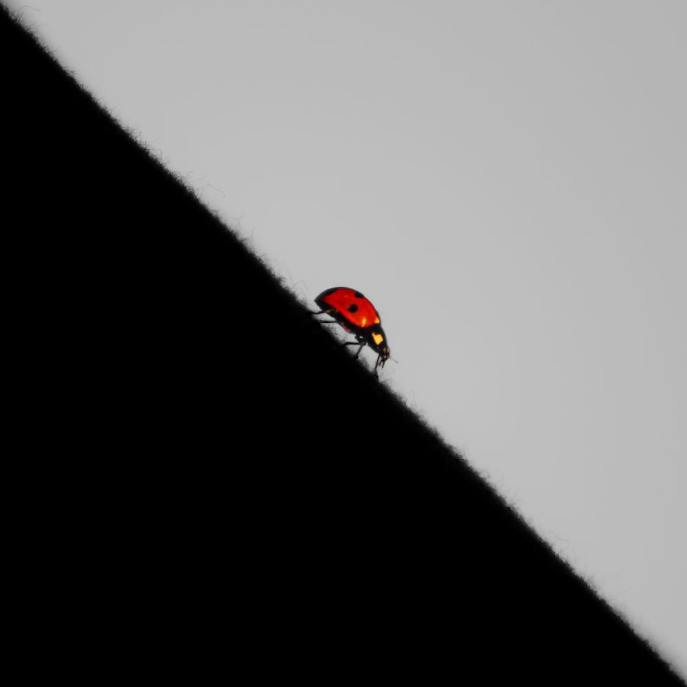 Photograph by Роман Луночкин