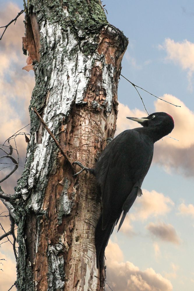 Photograph by Герман