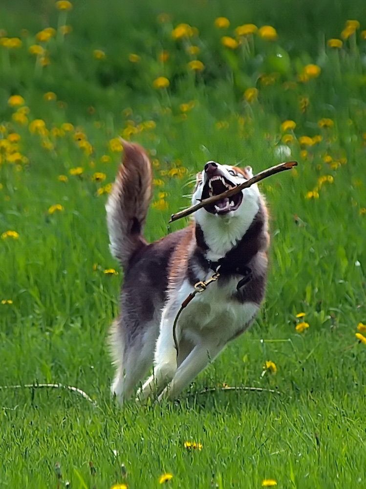 Photograph by Игорь Чеботарёв