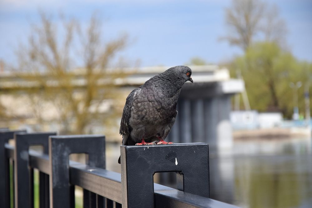 Размышления