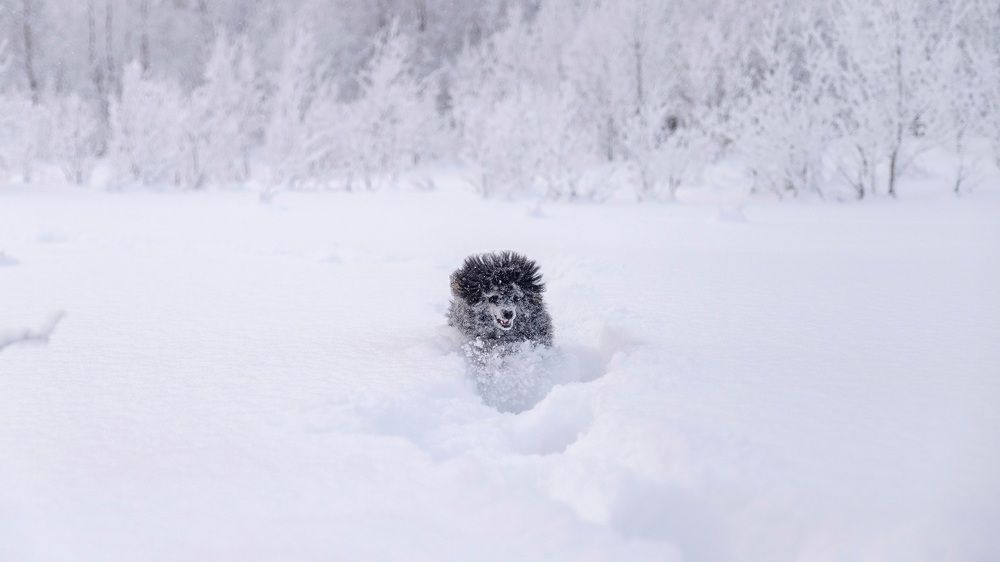 Photograph by Оксана Кузнецова