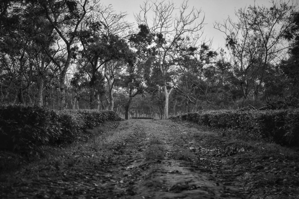 Photograph by Sameer Das
