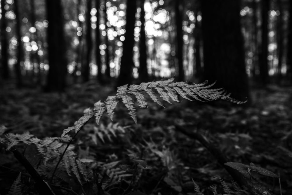 Фотография автора Екатерина Лапаева