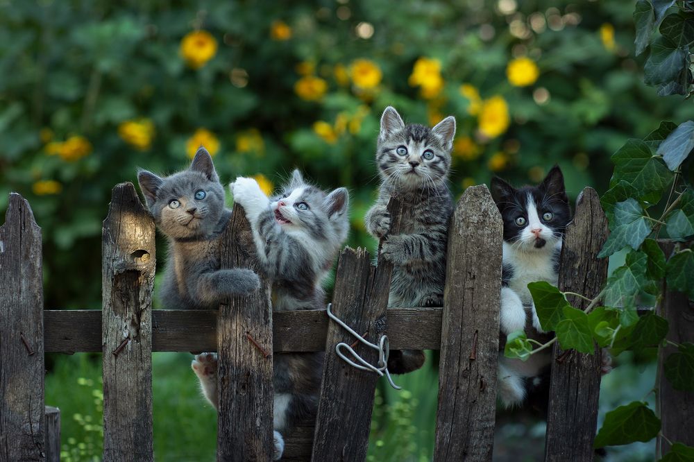 Photograph by Коротун Юрий