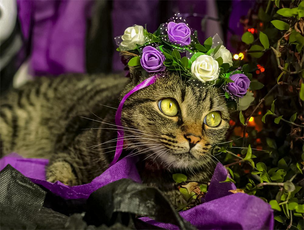 Фотография автора Valdevani Aprigio