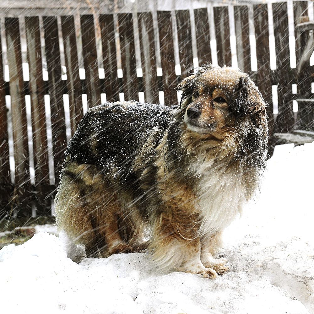 "Собачья погода"