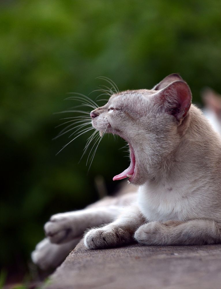 Photograph by Noor Azhar Abd Rasid