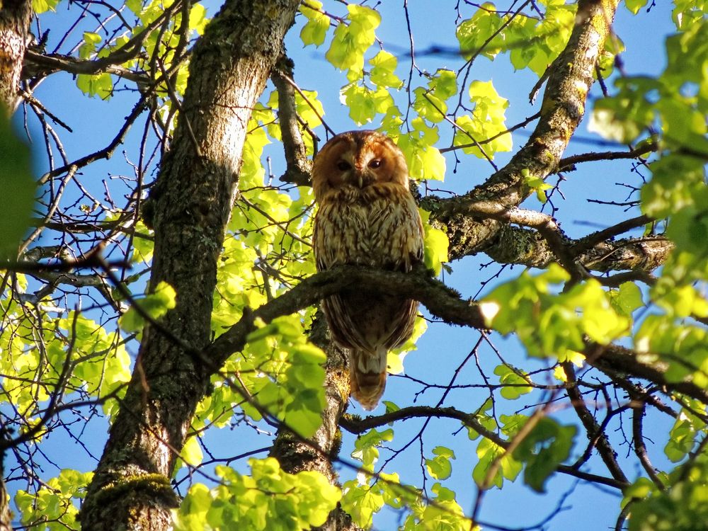 Утро в парке