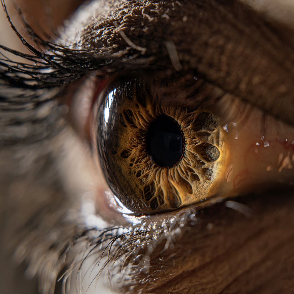 Photograph by Abbas Arabzadeh