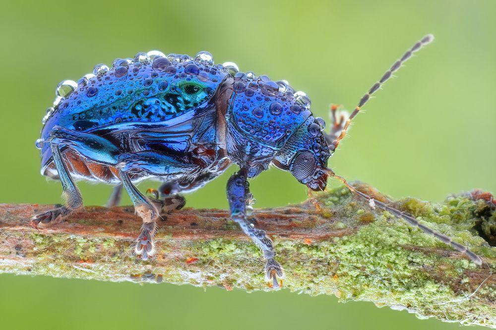 Photograph by Chen-You Li