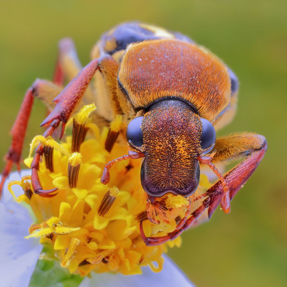 Photograph by Chen-You Li