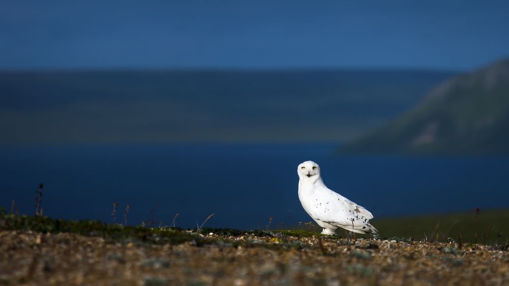Фотография автора Дмитрий Уткин