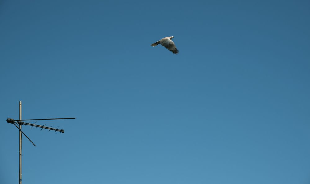 Фотография автора Javid Hashimov