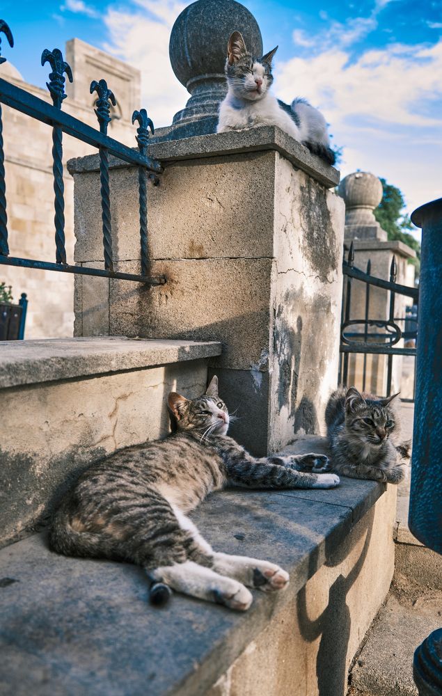 Фотография автора Javid Hashimov