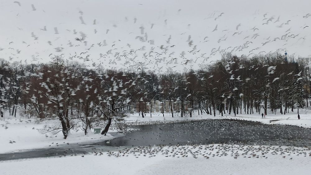 Зимовье птиц