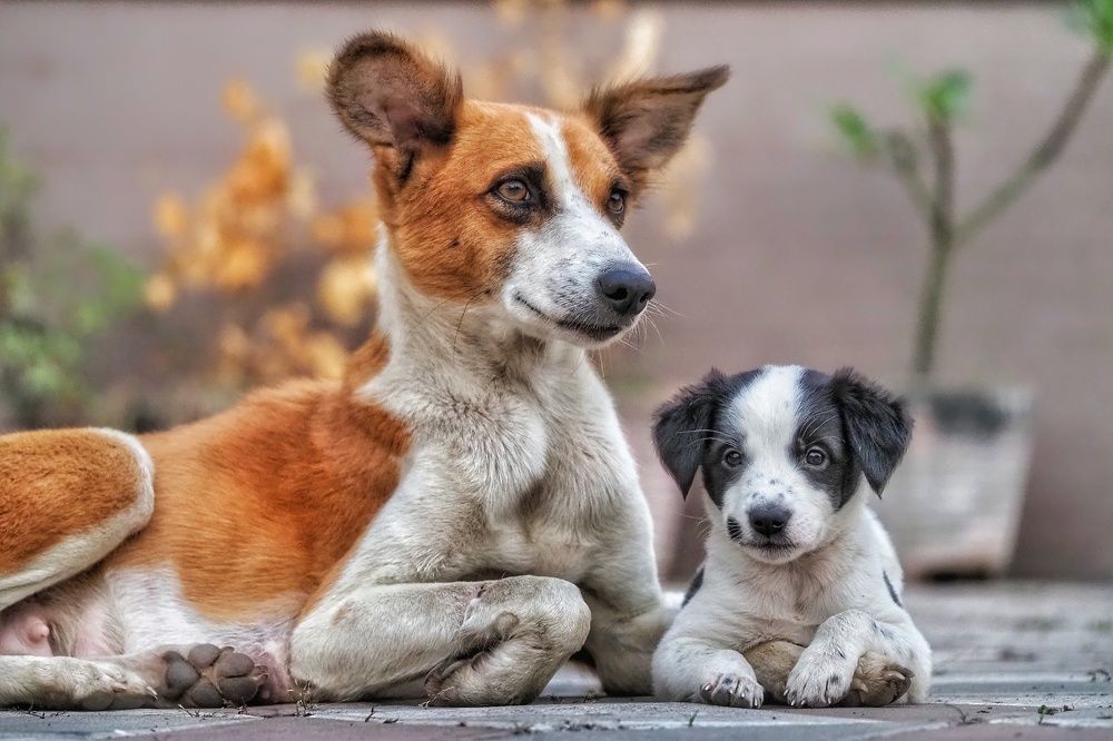 Photograph by Hardeep Solanki