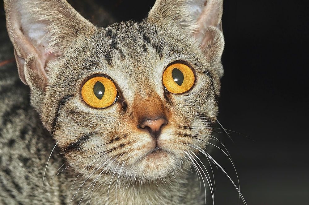 Photograph by Hardeep Solanki