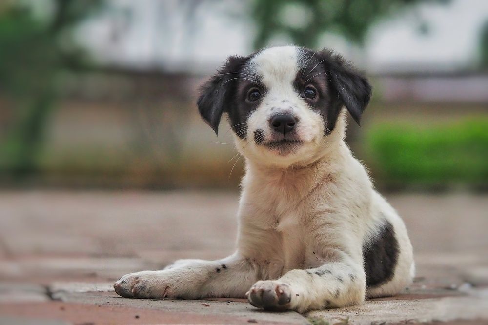 Photograph by Hardeep Solanki