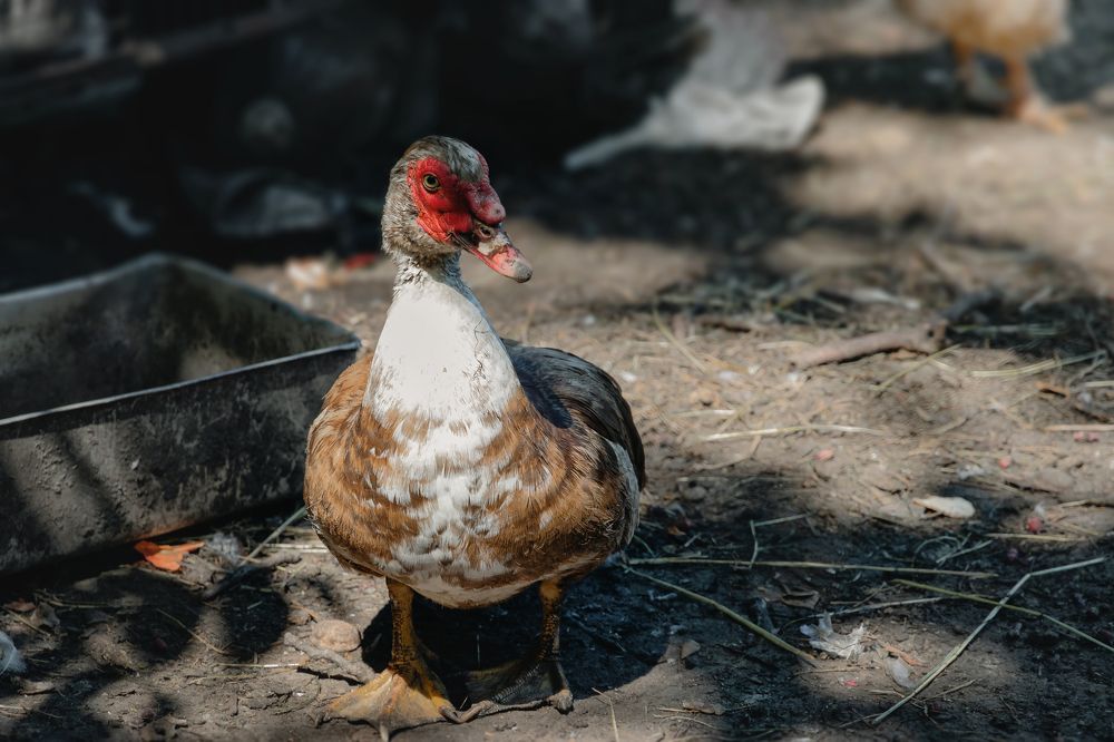 Photograph by Виталий Шкадинов