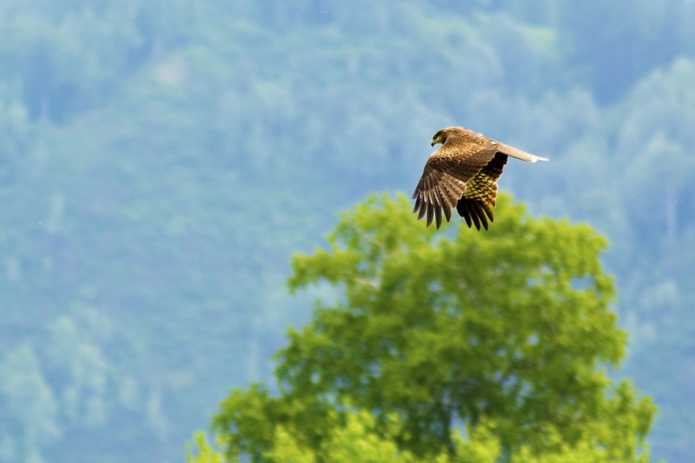 Photograph by Михаил Лавренков