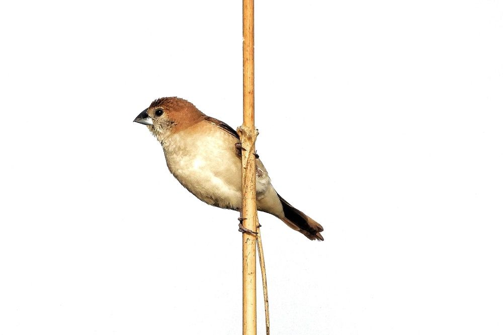 Photograph by Hardeep Solanki