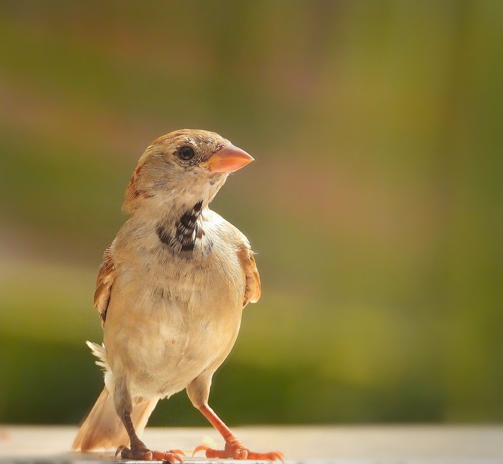 Photograph by Hardeep Solanki