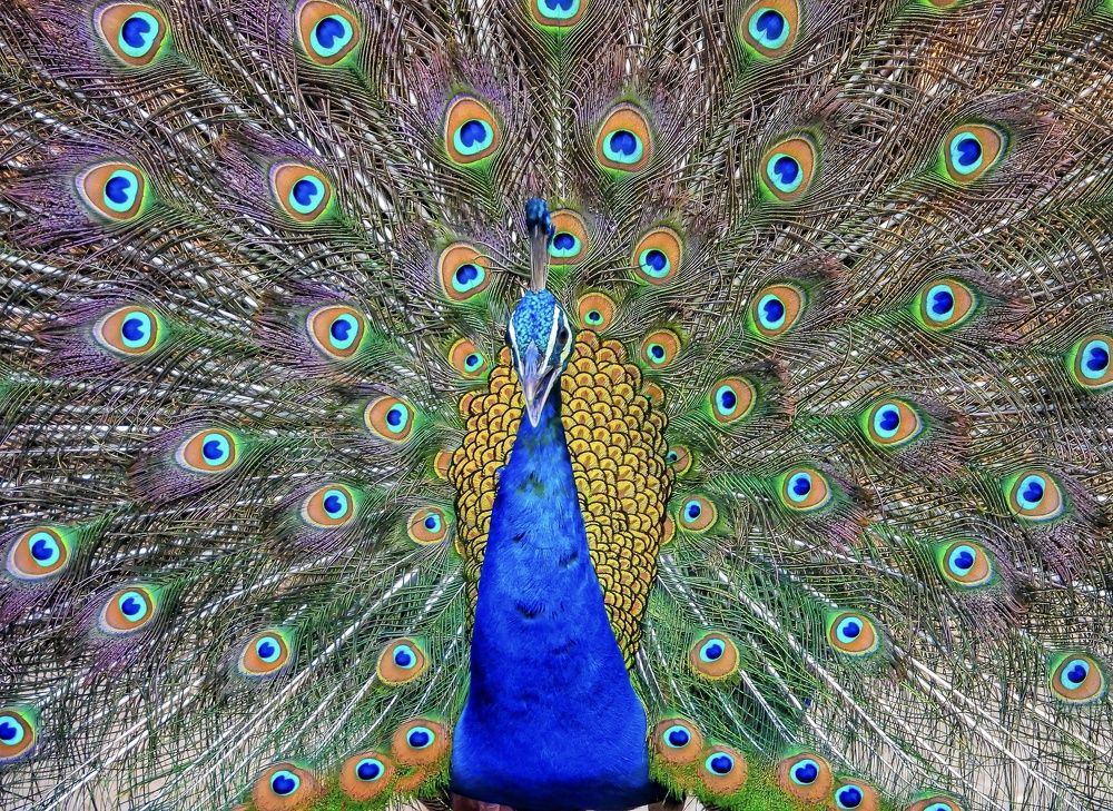 Photograph by Hardeep Solanki