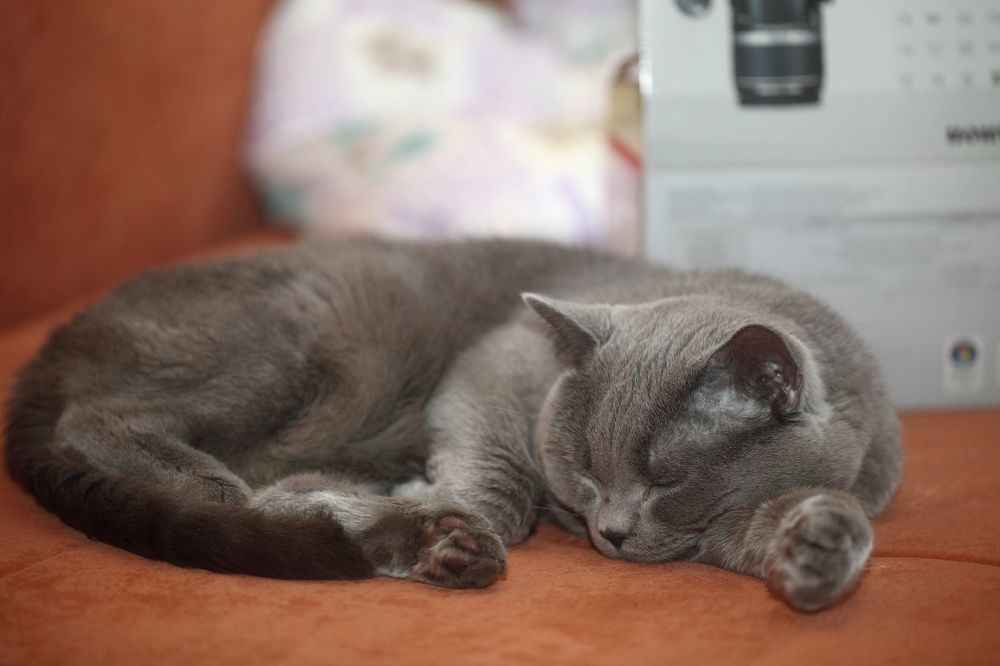 Photograph by Константин Лагоденко