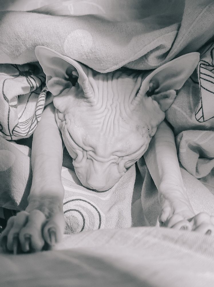 Фотография автора Наталья Королева