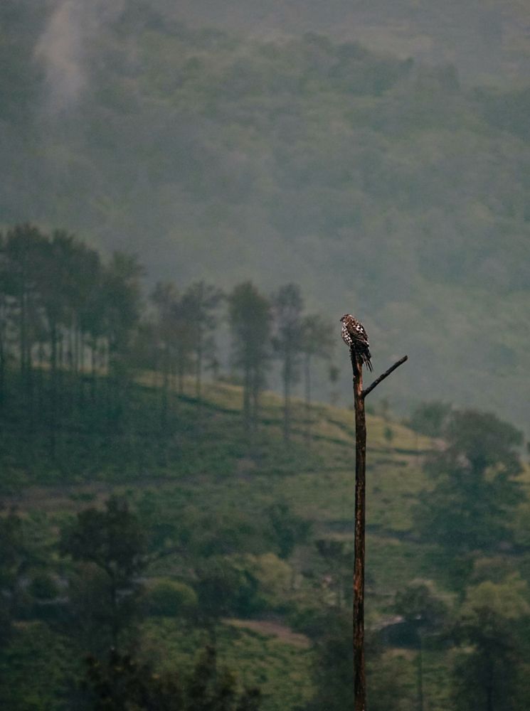 Photograph by Joyal S
