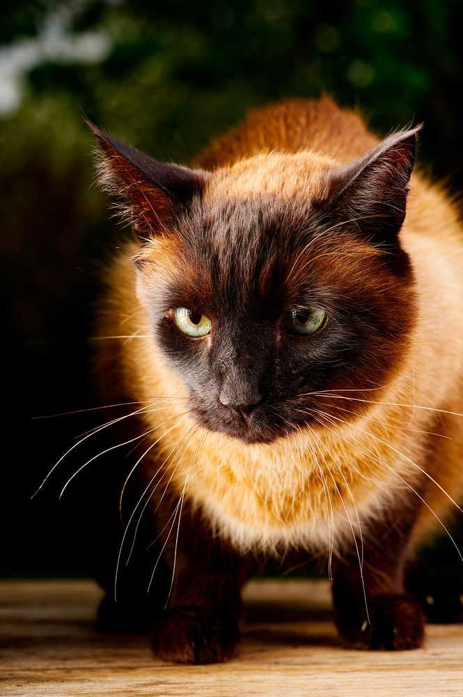 Photograph by Ilja Enger-Tsizikov