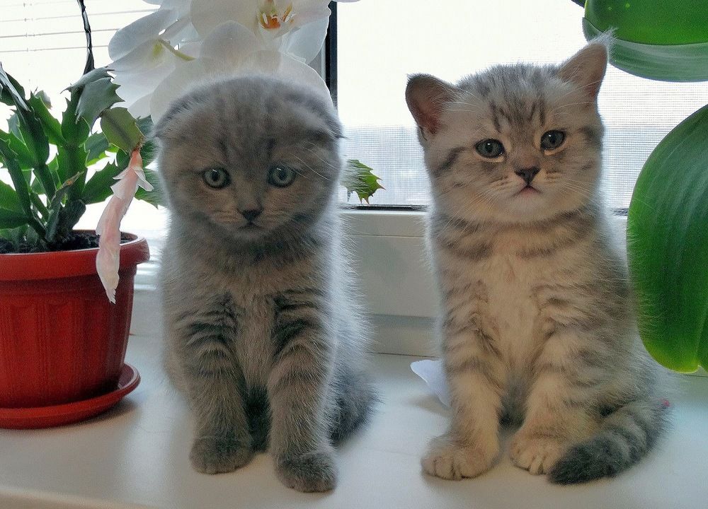 Котята от одной кошки