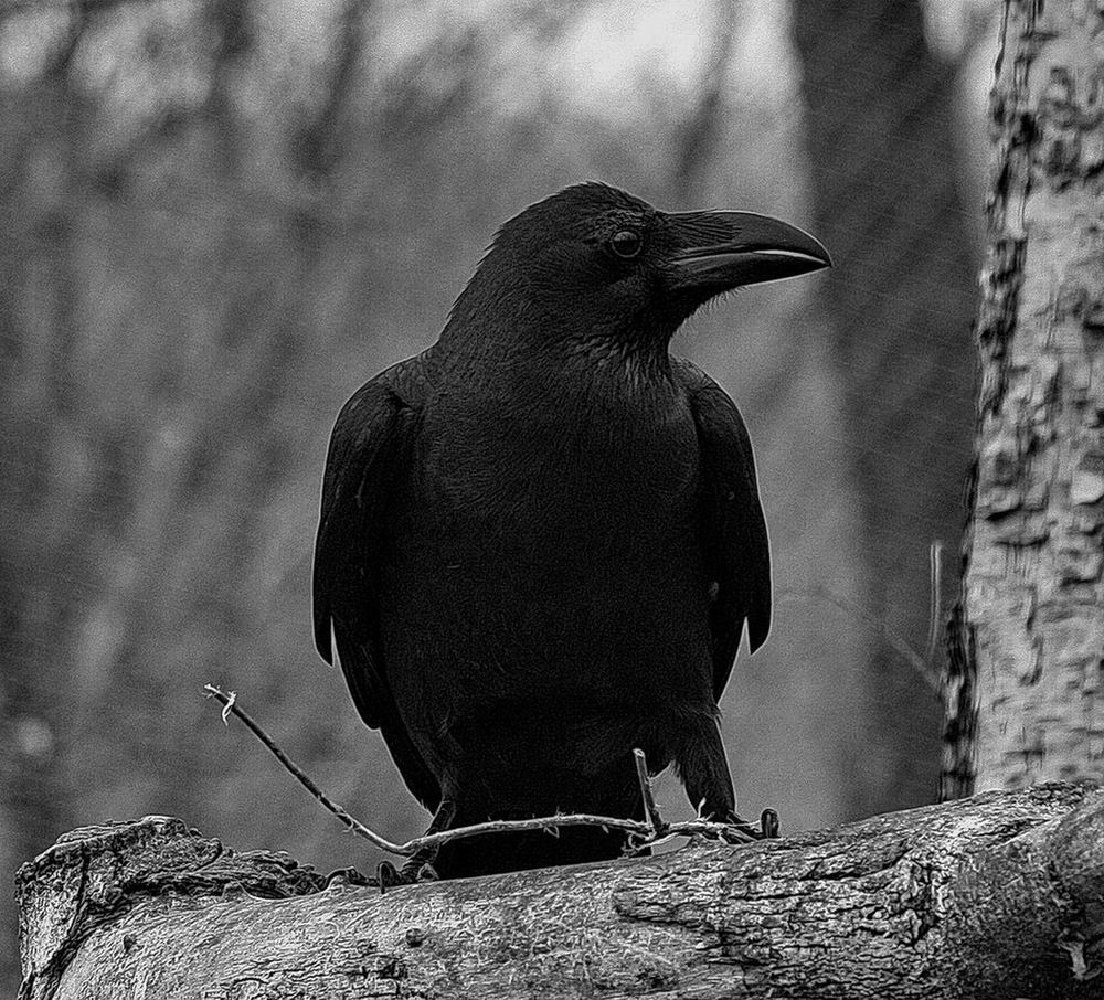 Фотография автора АЛЕКСАНДР ЦЫГЕЛЬНЮК