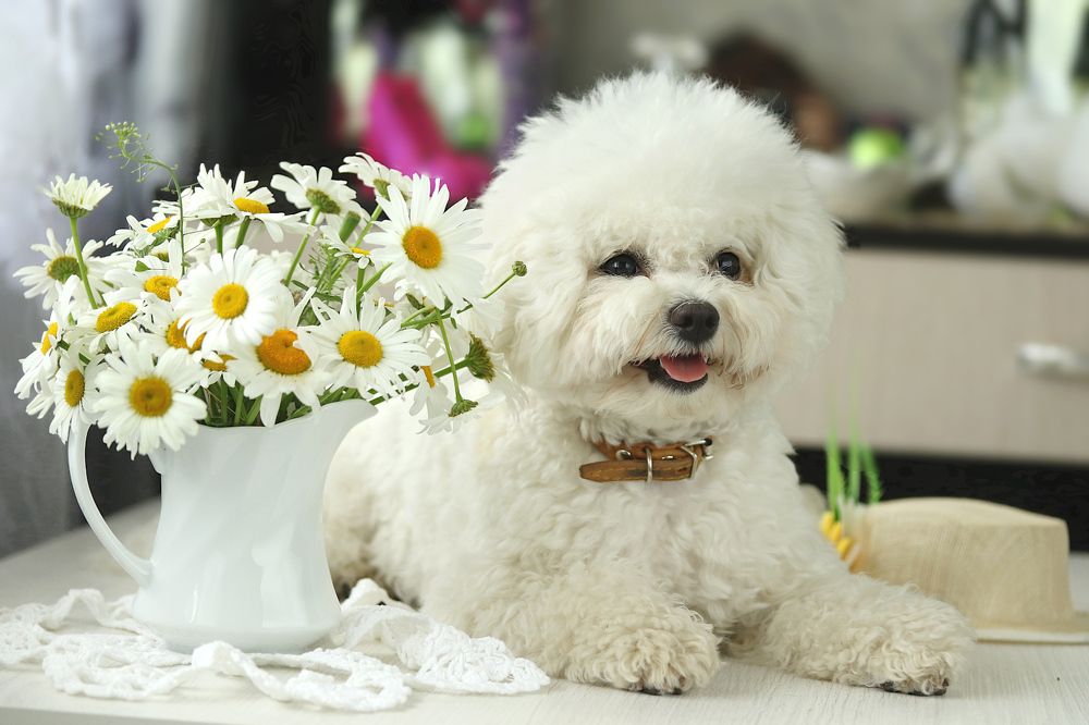 Photograph by Шруб (Беляева) Татьяна