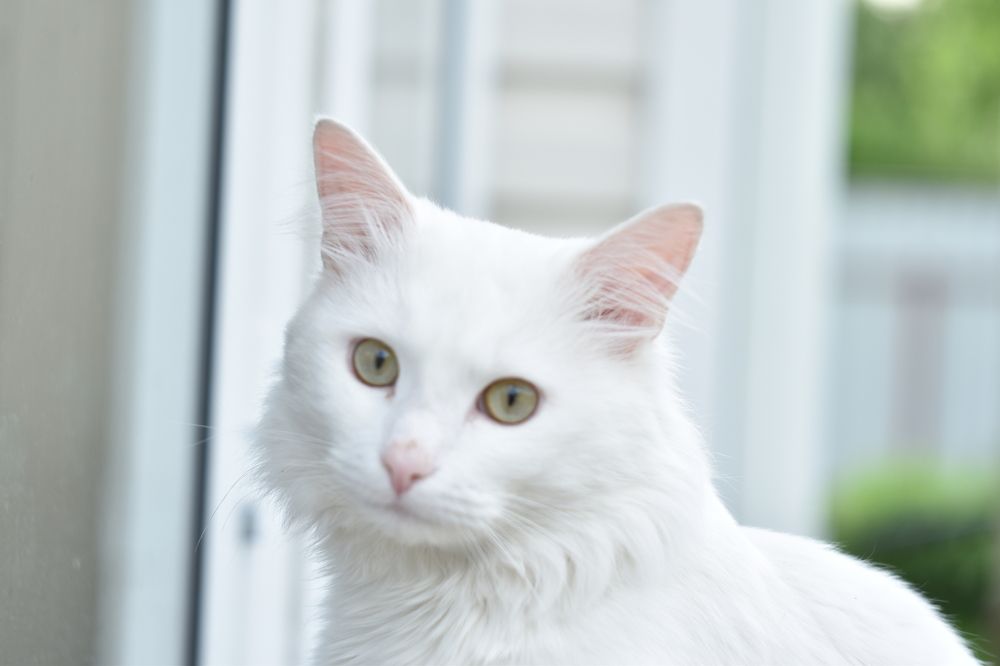 Фотография автора Tkachev Aleksey