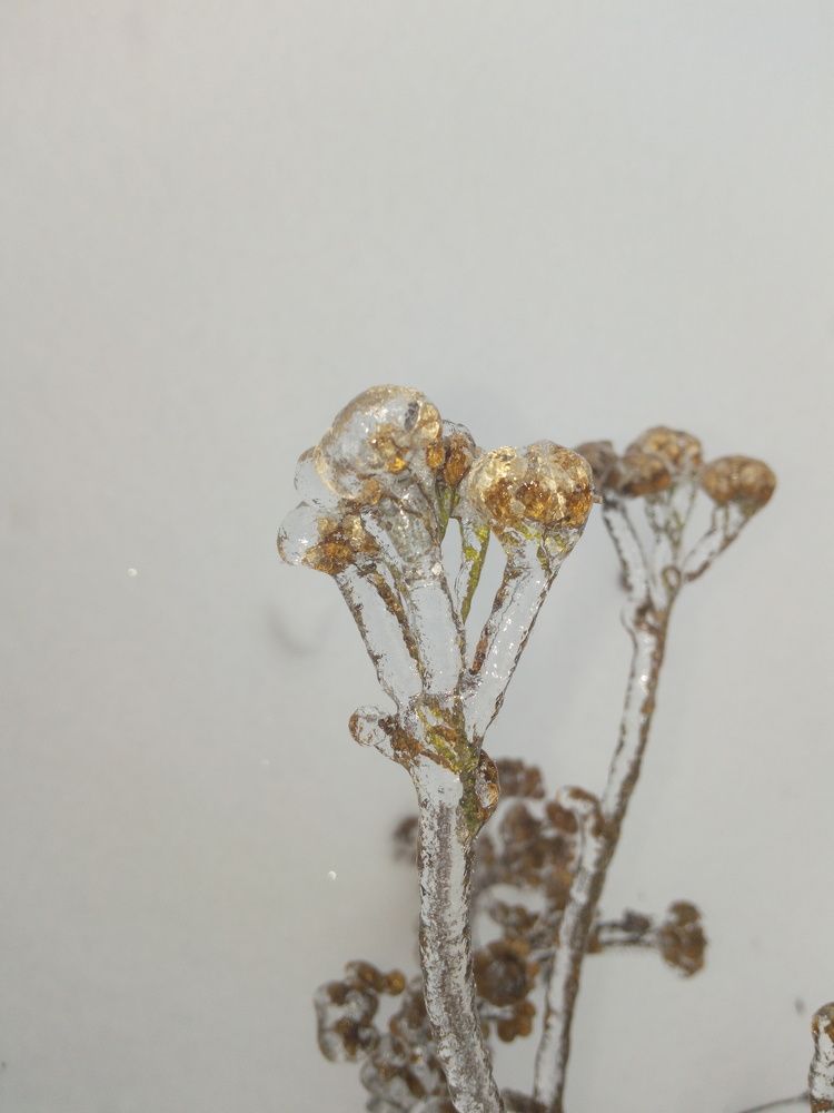 обледенелое растение