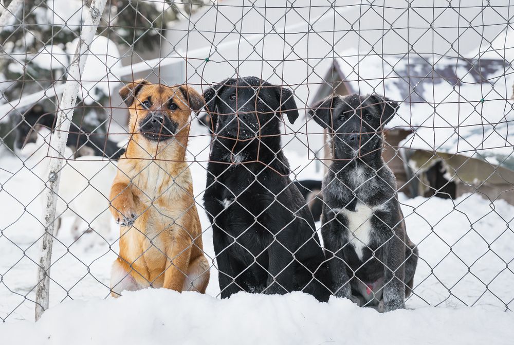 Photograph by Олег Милеев (Каминцев)