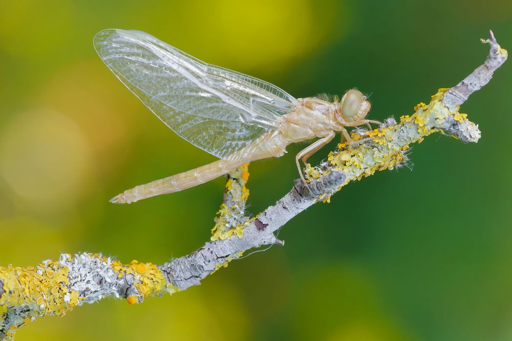 Photograph by Fabio Cartelli