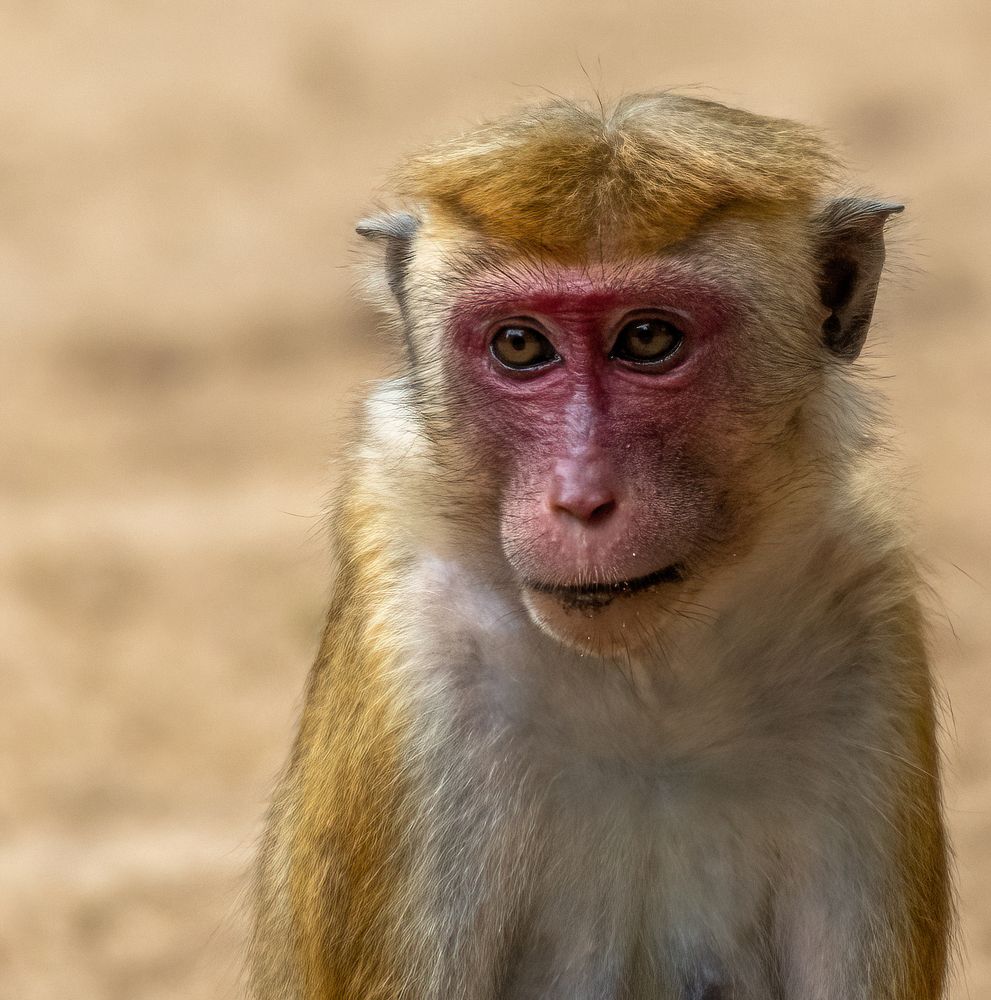 Photograph by M.I.M. Mahir